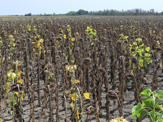 Súlyosbodó problémák napraforgóban.