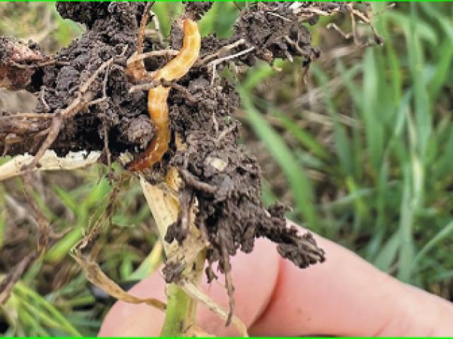 Trópusi-szubtrópusi gombakórokozók napraforgóban.