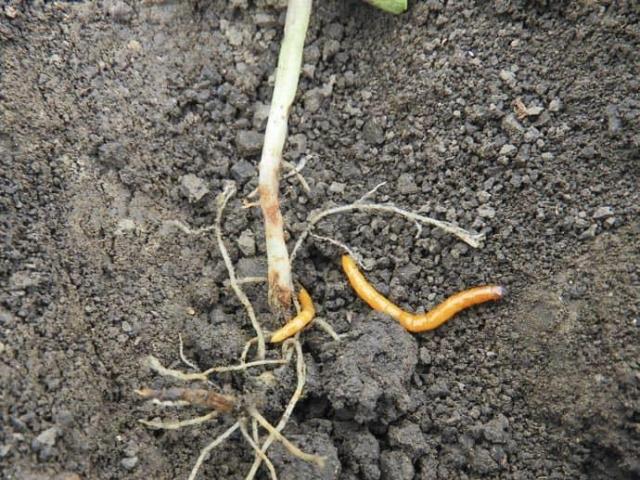 Talajfertőtlenítési megoldások a drótférgek ellen.