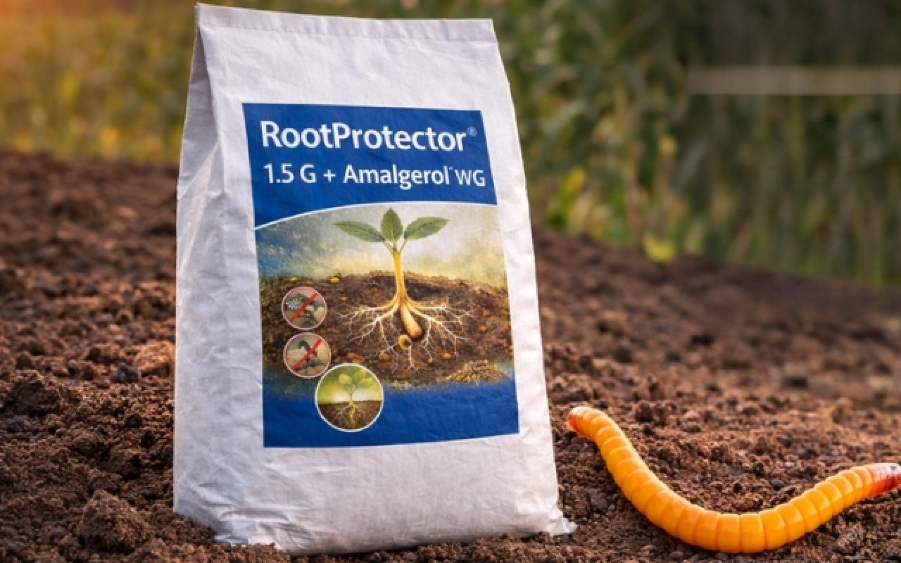 Gyökérnövekedéssel az aszály ellen!