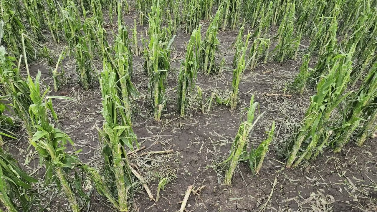 Amalgerol popcorn kukorica jégverés