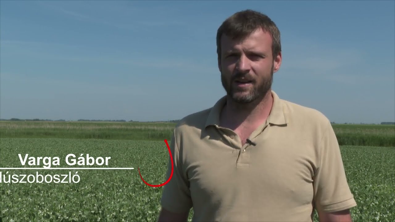 Amalgerol<sup>®</sup> Protect Pack zöldborsóban 