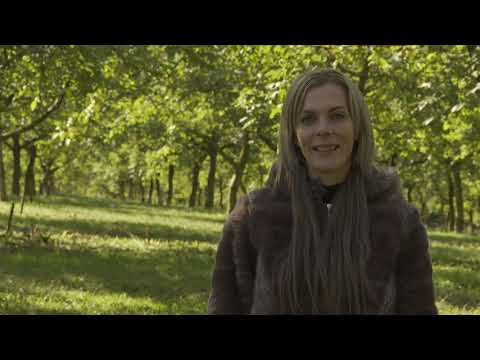 Surround kísérlet dióban