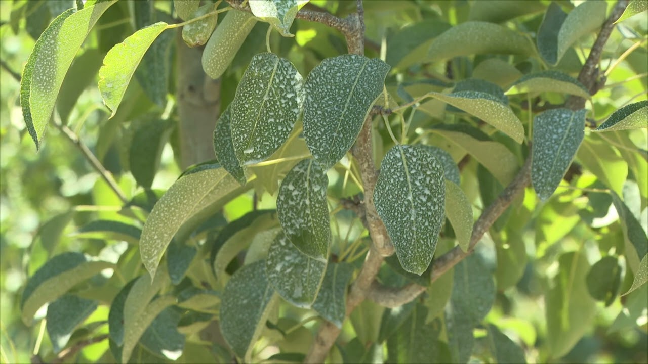 Surround WP körtében