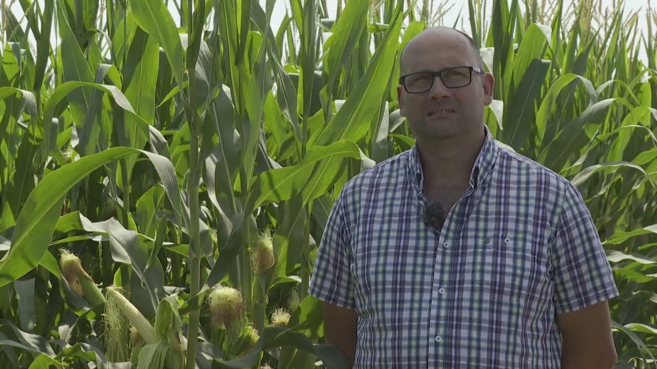 Amalgerol Starter Protect Kukorica