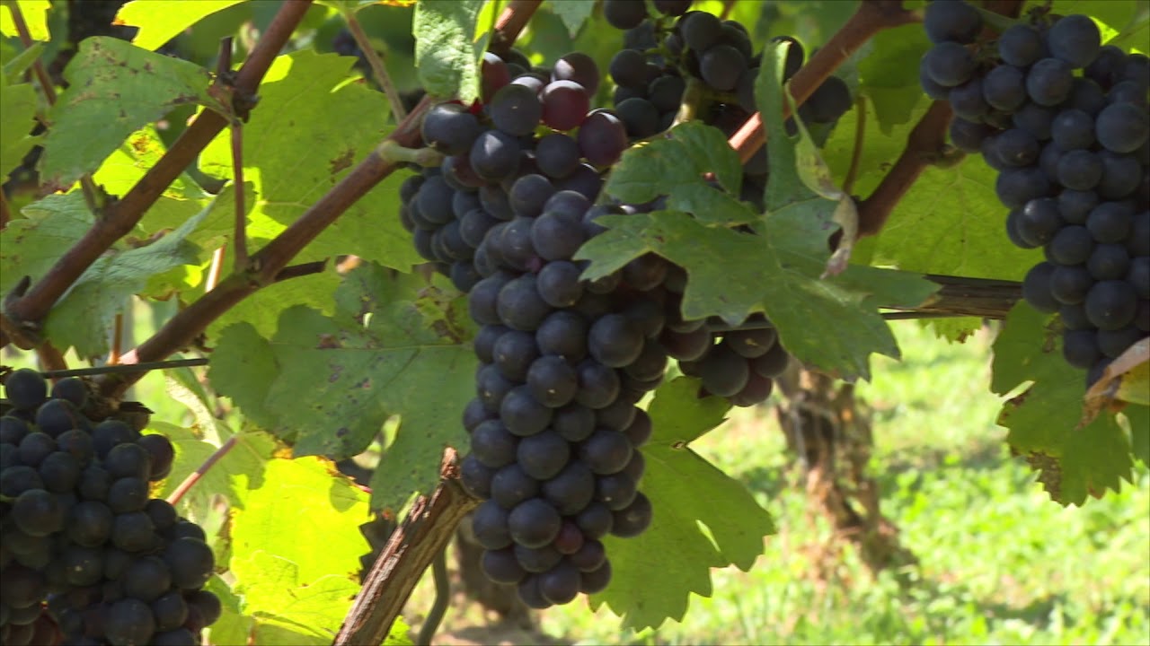 Vegesol<sup>®</sup> R bio szőlőben