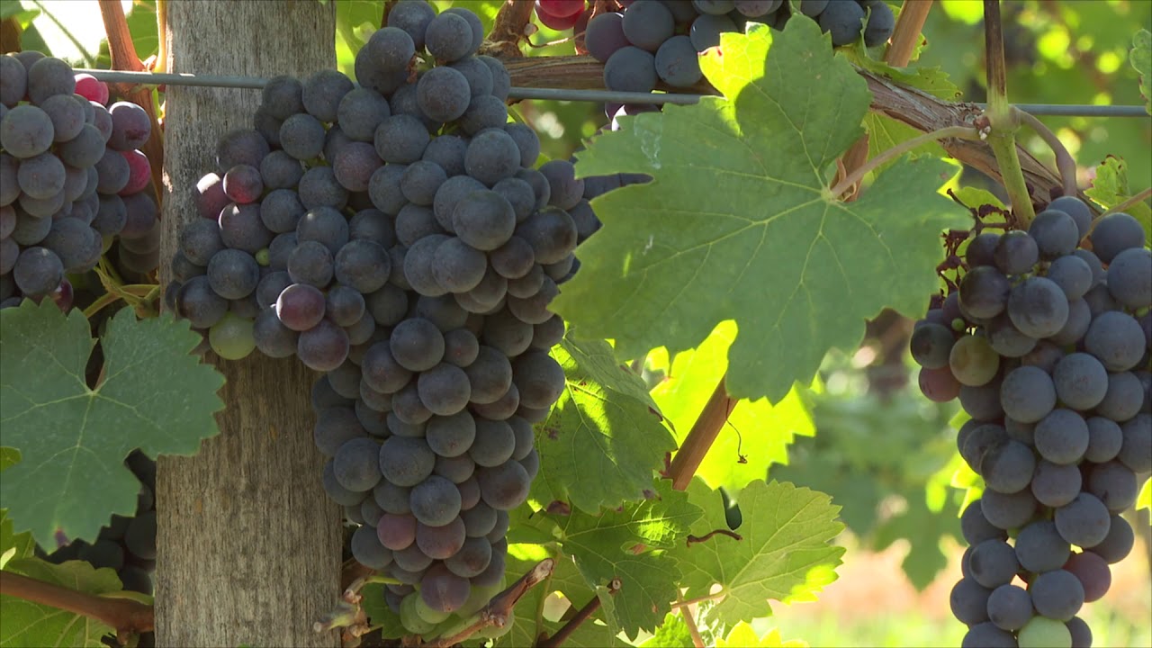 Vegesol<sup>®</sup> R szőlőben a szekszárdi borvidéken