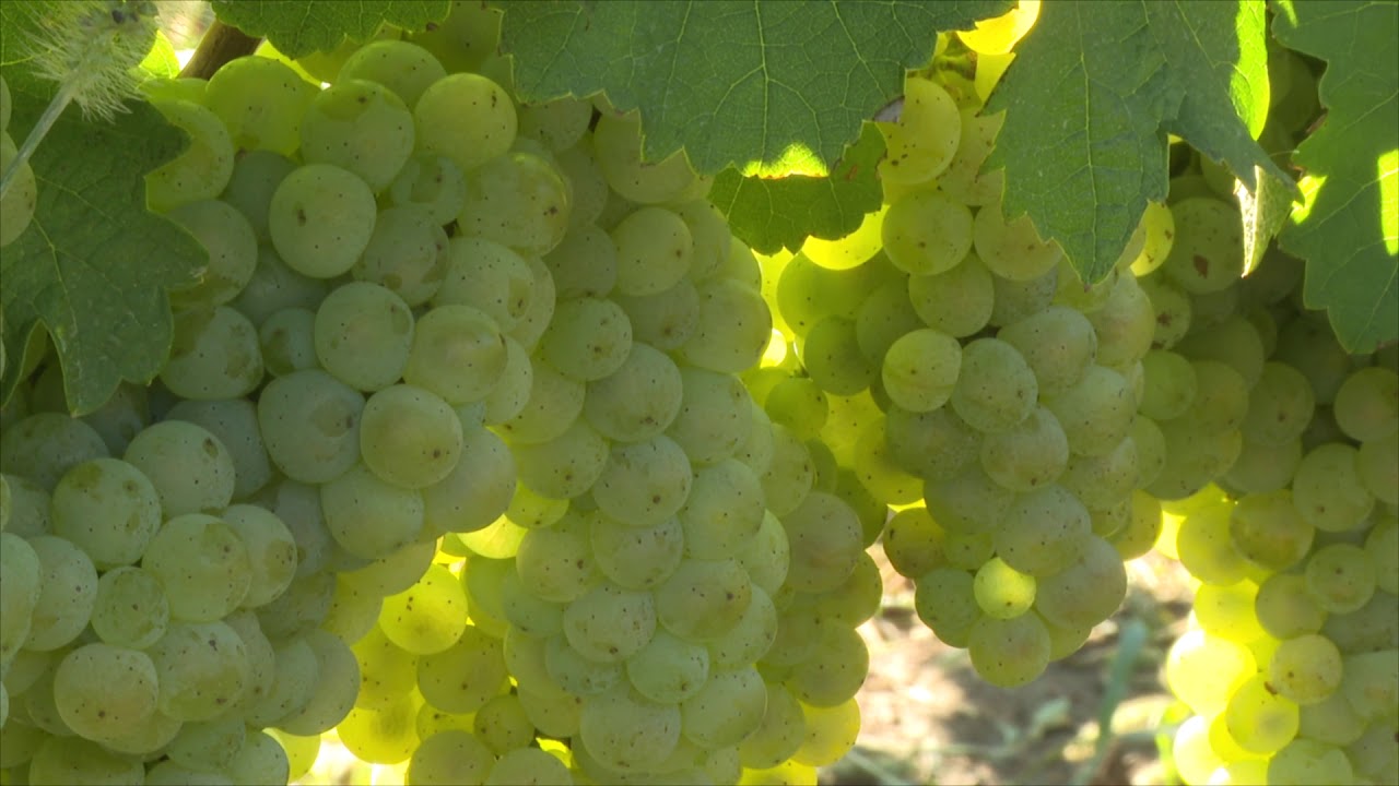 Vegesol<sup>®</sup> R szőlőben a villányi borvidéken