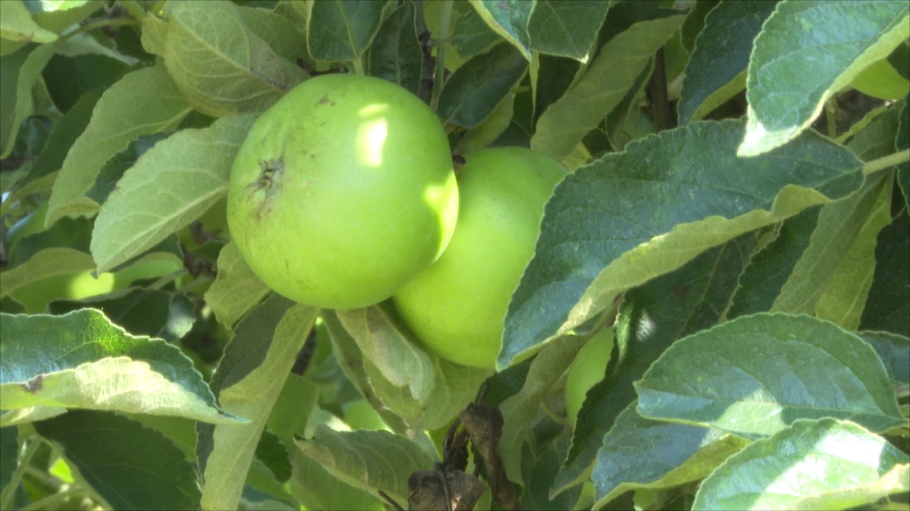 Vegesol<sup>®</sup> R bio almában