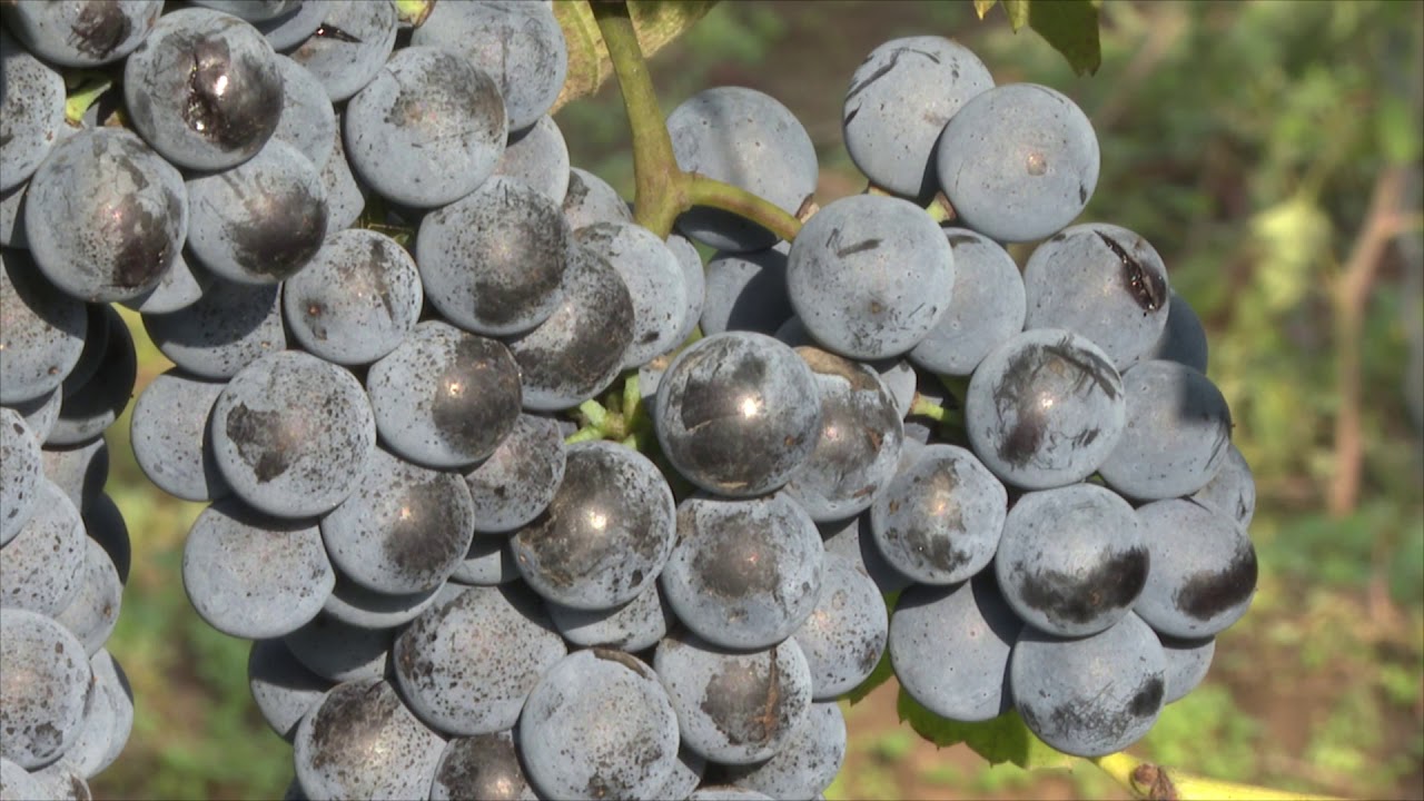 Vegesol<sup>®</sup> R szőlőben az egri borvidéken