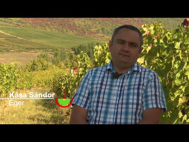 Vegesol<sup>®</sup> R szőlőben az egri borvidéken