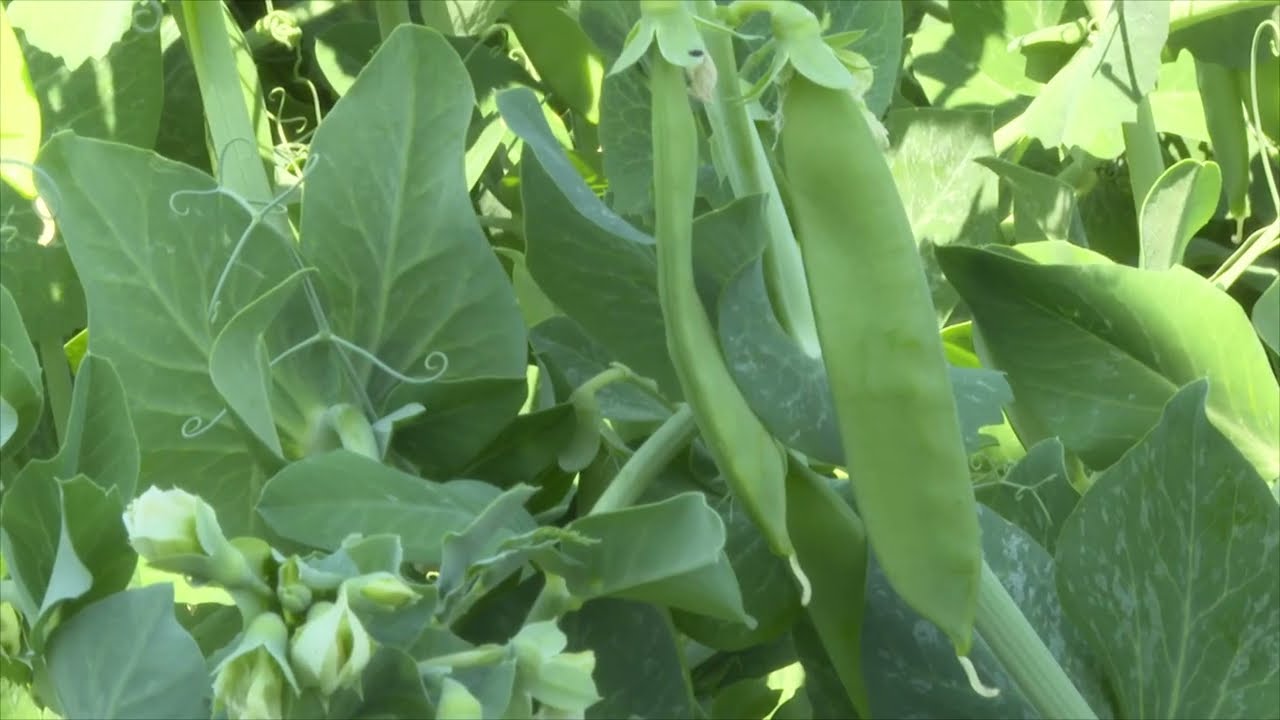 Vegesol<sup>®</sup> R zöldborsóban