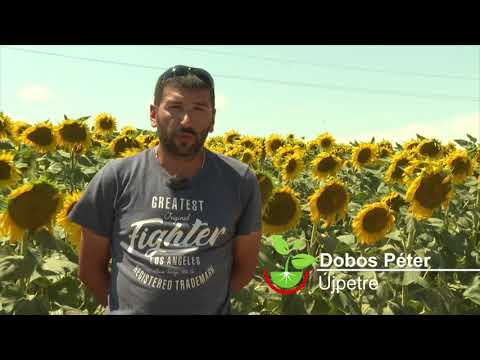 Force + Amalgerol napraforgóban