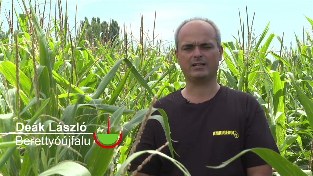 Force + Amalgerol kukoricában