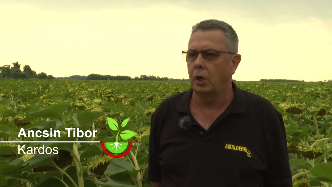 Force<sup>®</sup> + Amalgerol<sup>®</sup> napraforgóban