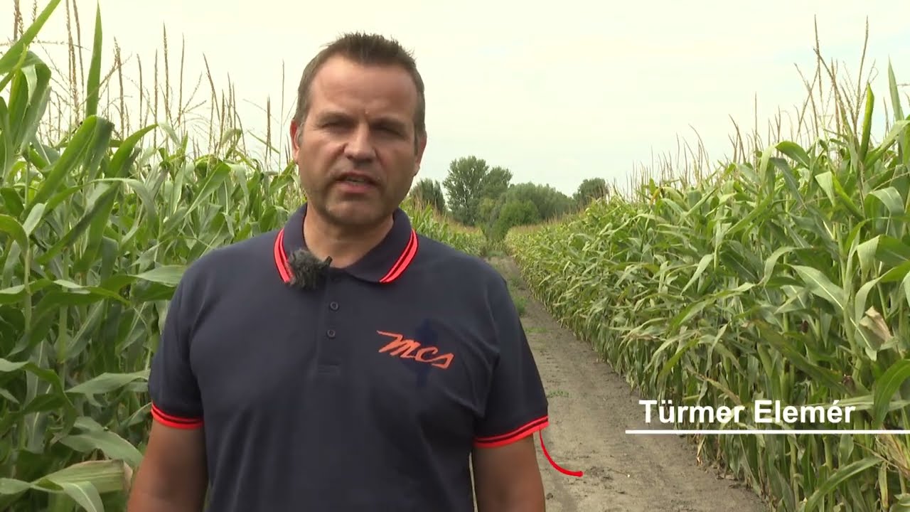 Force<sup>®</sup> + Amalgerol<sup>®</sup> kukoricában