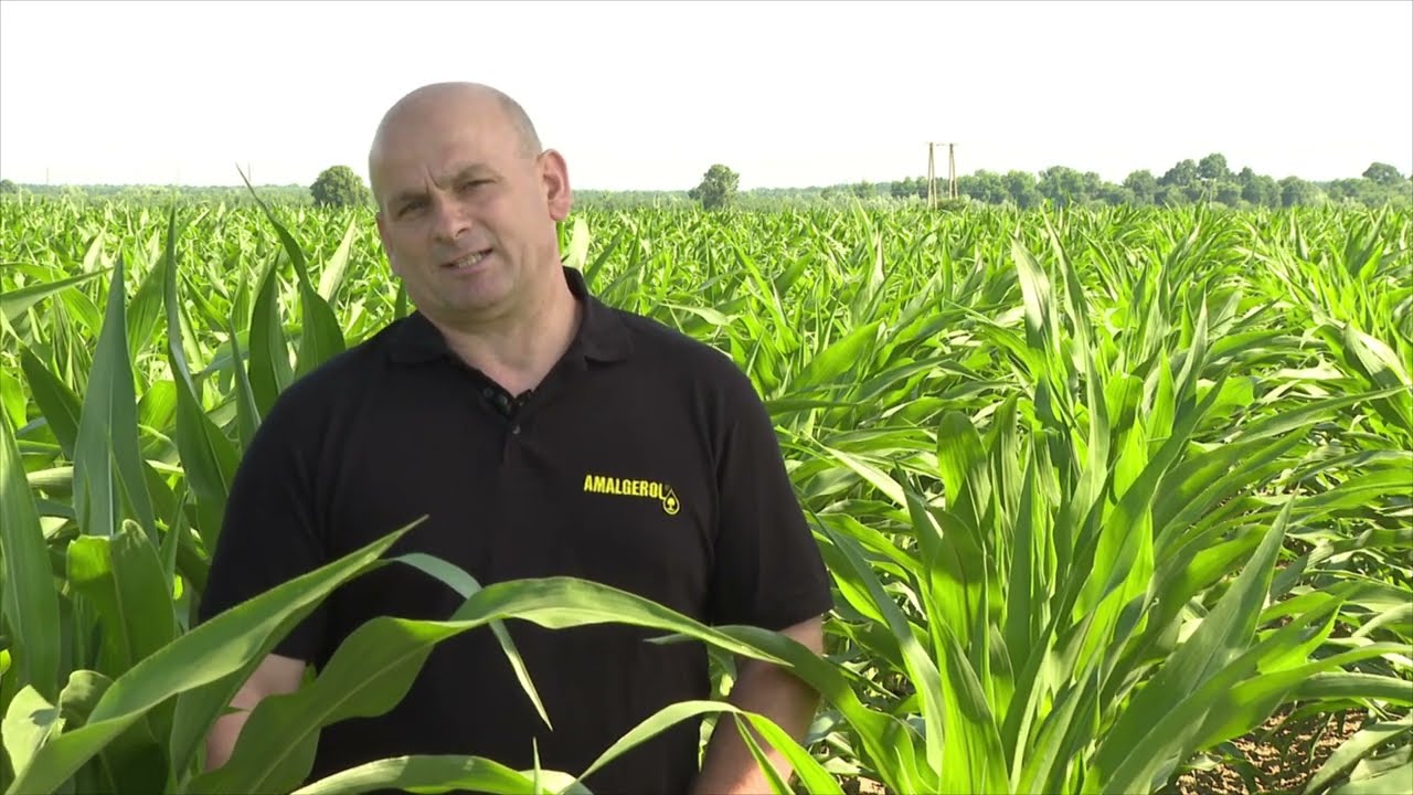 Force + Amalgerol kukoricában
