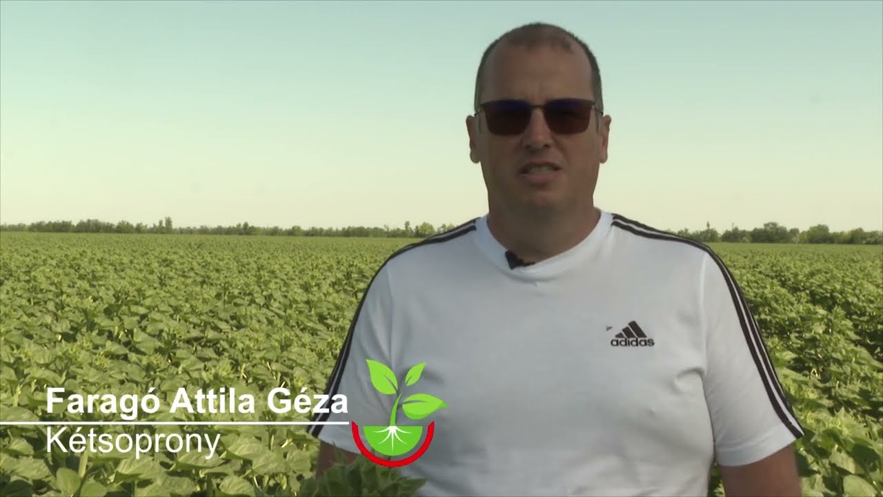 Force + Amlagerol napraforgóban