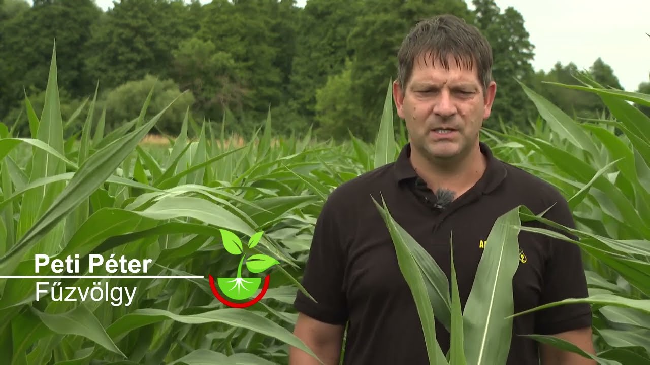 Force<sup>®</sup>+ Amalgerol<sup>®</sup> kukoricában