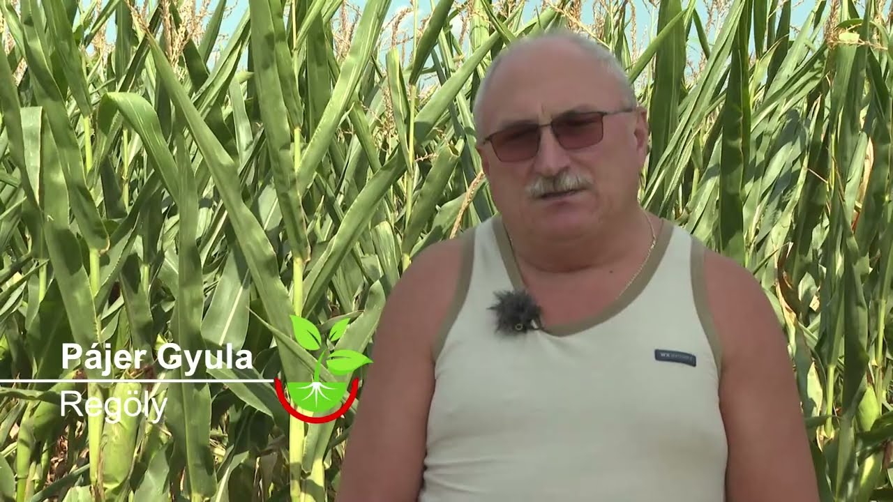 Force<sup>®</sup> + Amalgerol<sup>®</sup> kukoricában