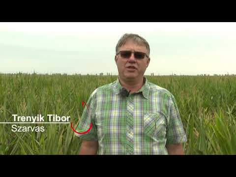 Force<sup>®</sup> + Amalgerol<sup>®</sup> hibridkukoricában