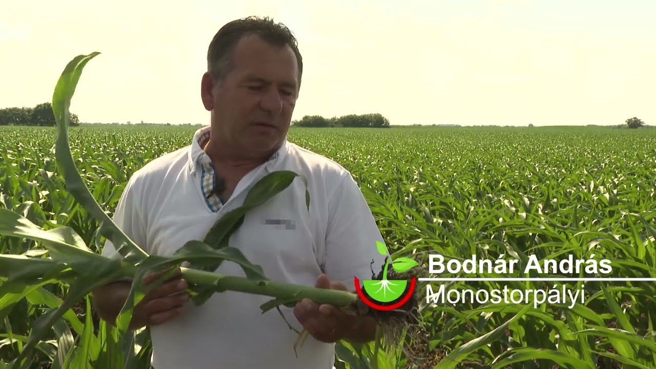 Force<sup>®</sup> + Amalgerol<sup>®</sup> kukoricában