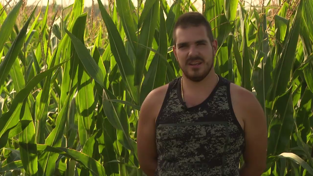 Force<sup>®</sup> + Amalgerol<sup>®</sup> kukoricában