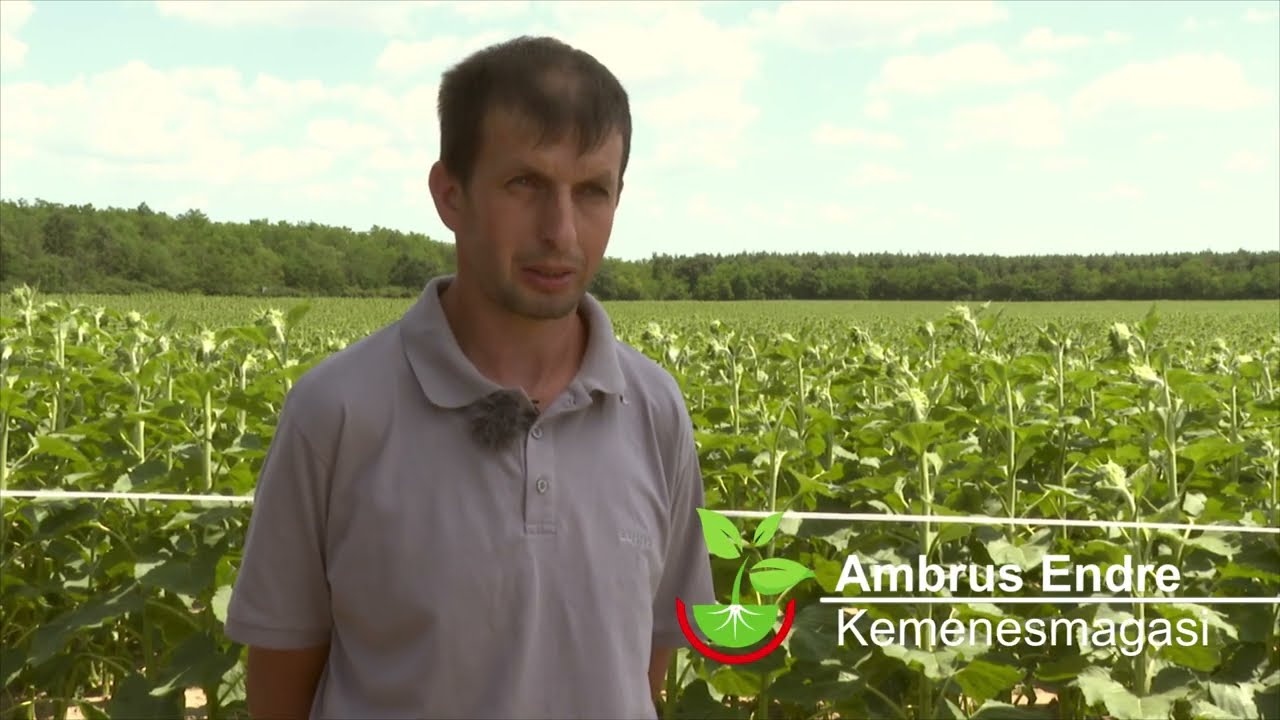Amalgerol Essence napraforgó fitotoxicitás kezelésére