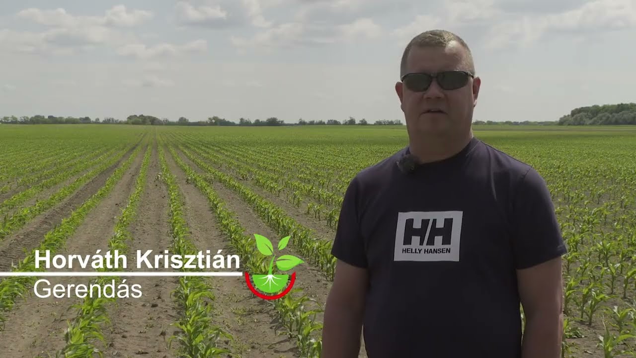 Paci gyomirtó használata kukoricában