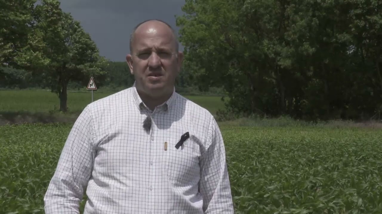 Amalgerol Essence alkalmazása kukoricában