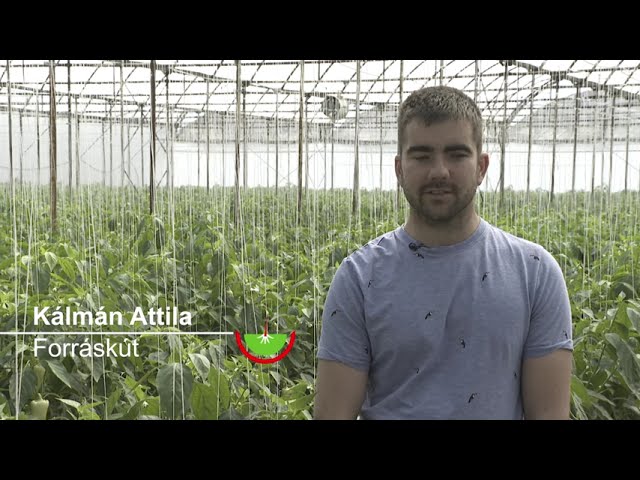 Amalgerol alkalmazása paprika termesztésben