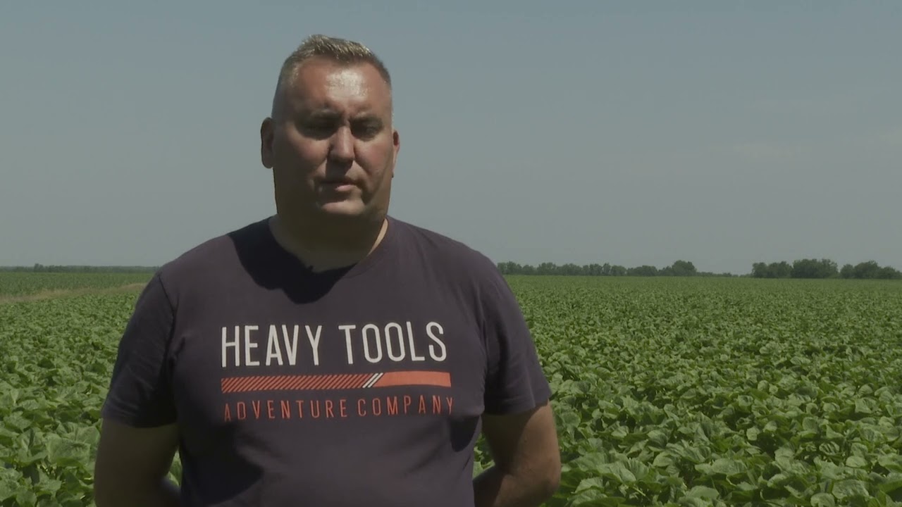 Amalgerol alkalmazása napraforgóban