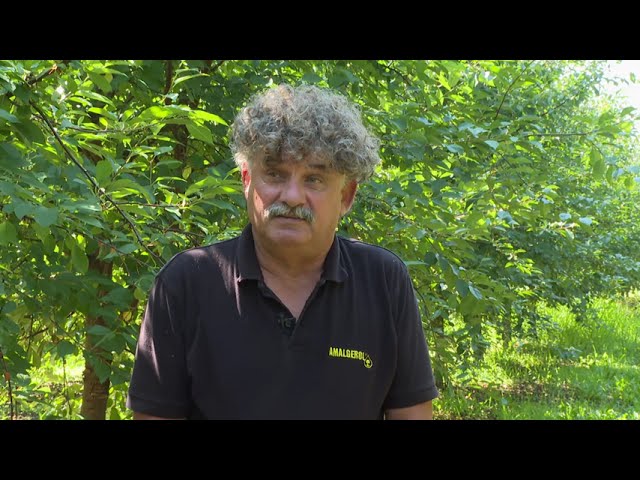 Az Amalgerol Essence alkalmazása meggyben.