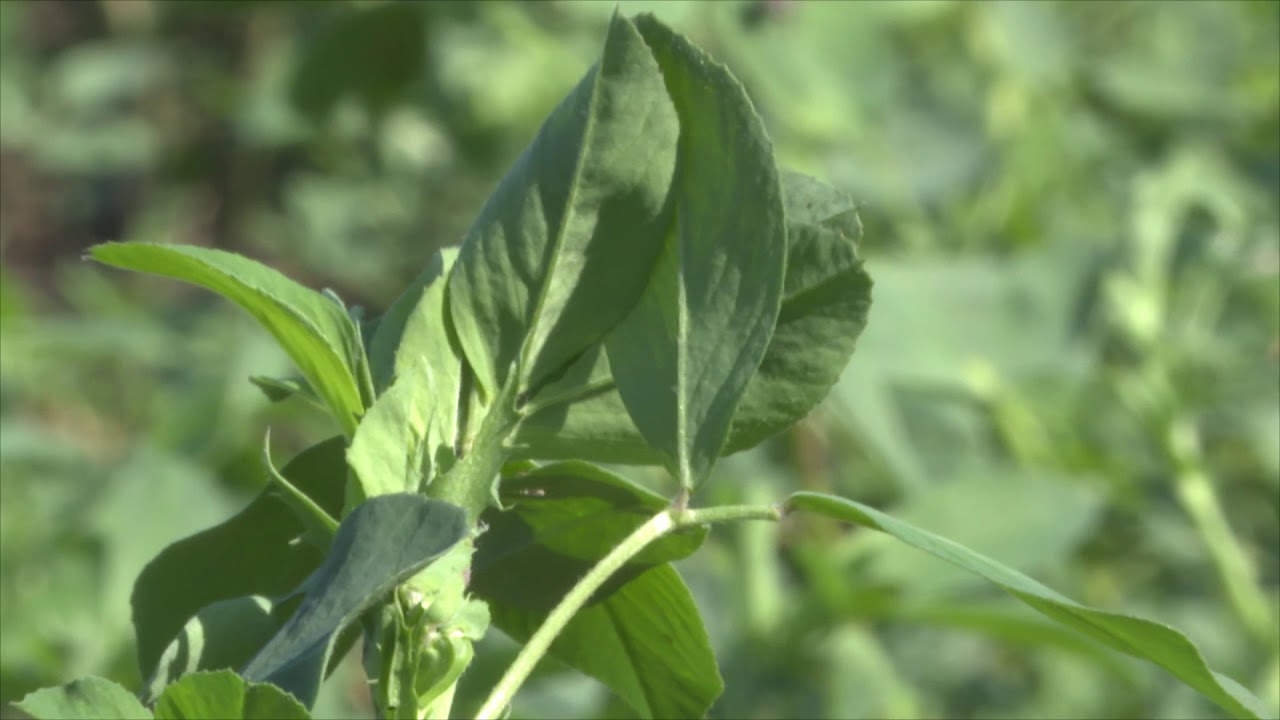 Amalgerol Essence használata lucernában gyomirtó okozta stressz kezelésére