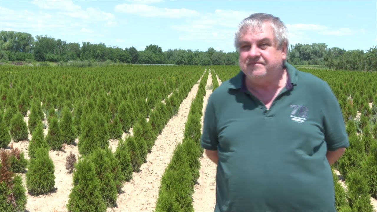 Amalgerol és Amalgerol Essence alkalmazása dísznövényekben