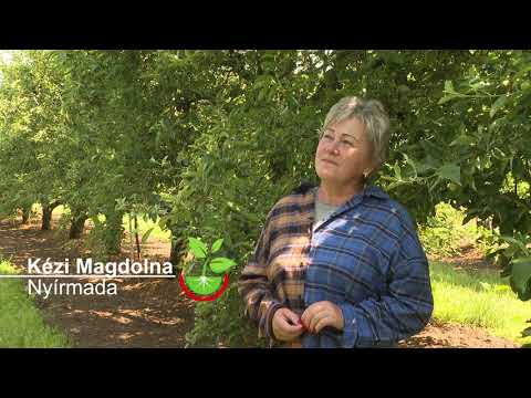 Amalgerol alkalmazása almában