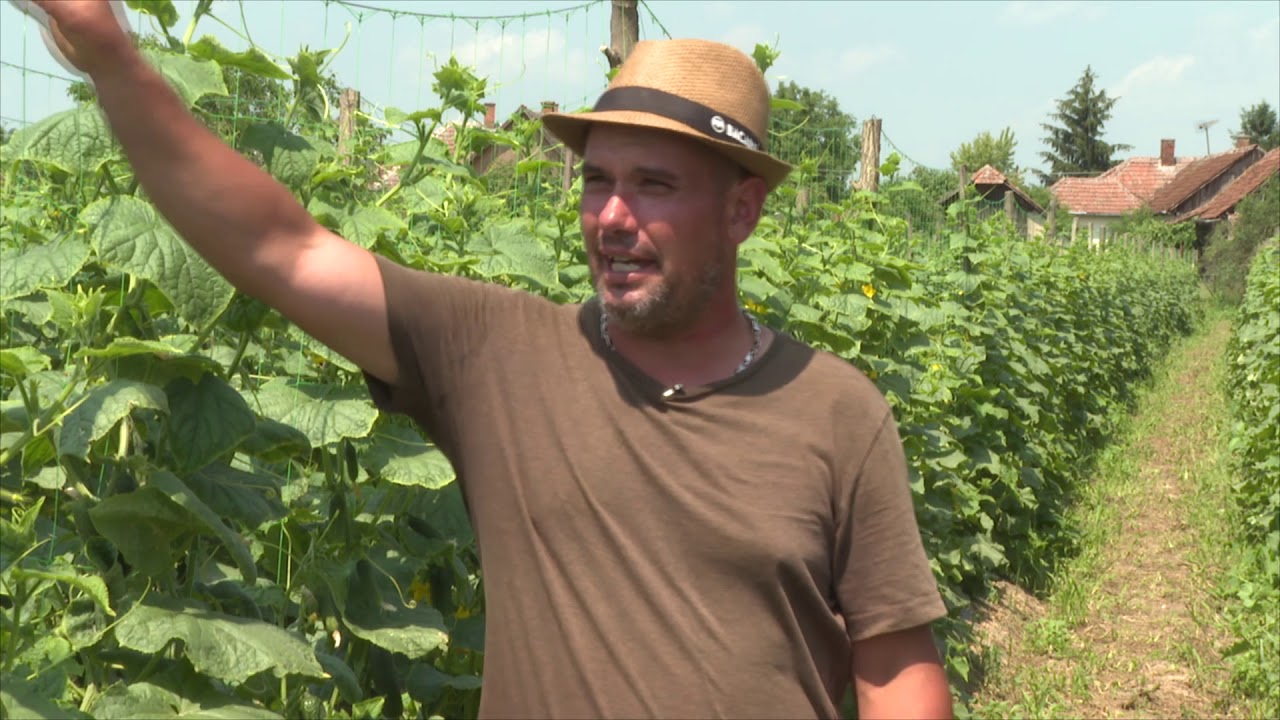 Amalgerol alkalmazása uborkában.