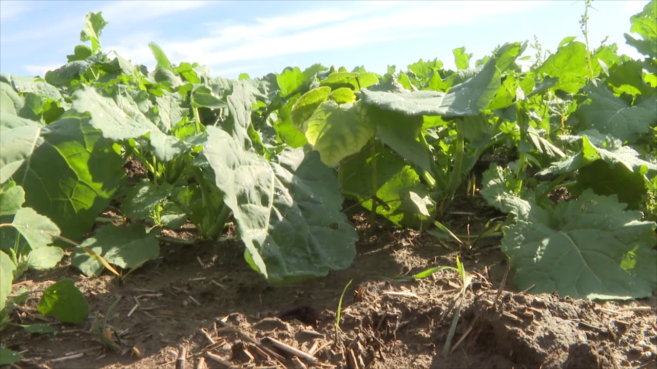  Amalgerol Protect Pack alkalmazása.