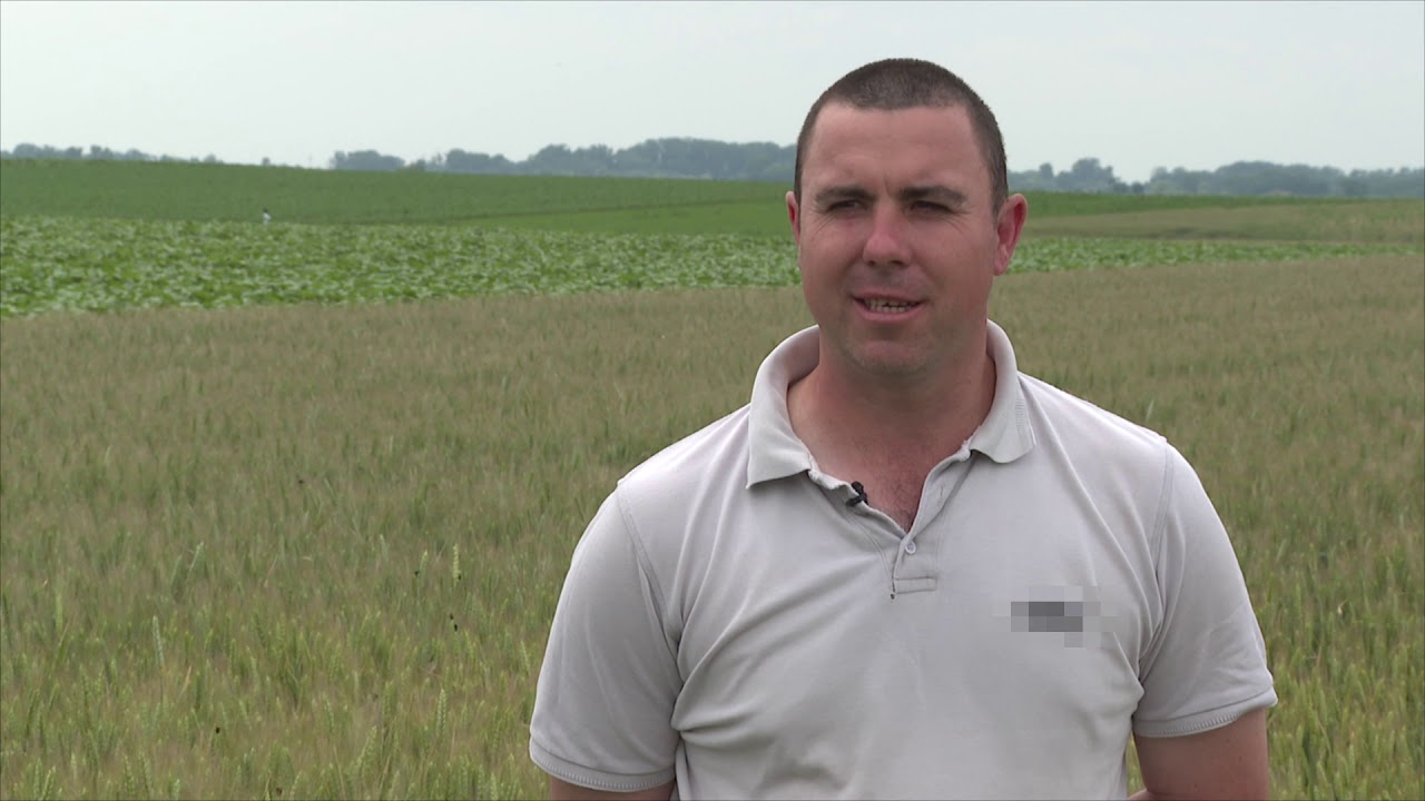  Amalgerol alkalmazása kalászosokban fagykár és aszály esetén.