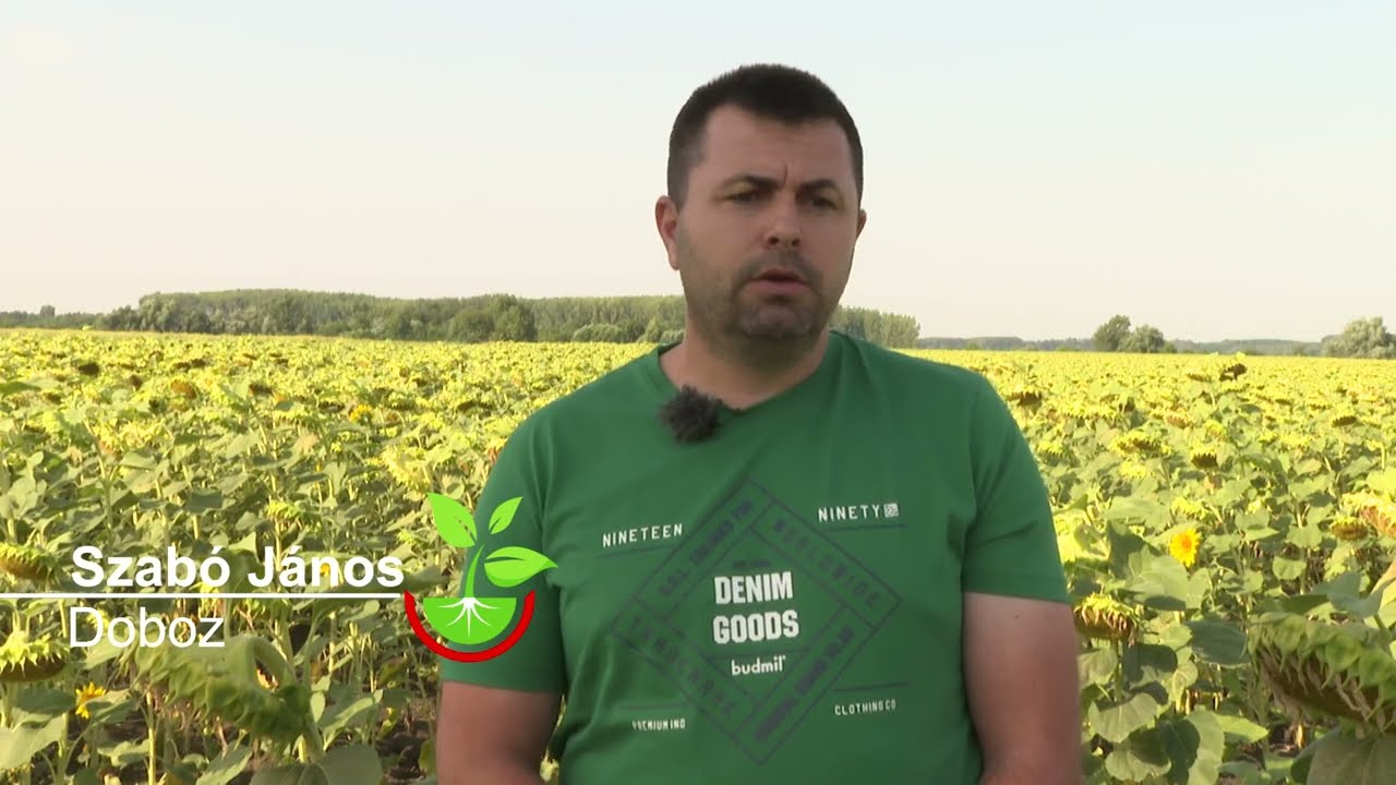 Amalgerol Protect Pack alkalmazása napraforgóban.