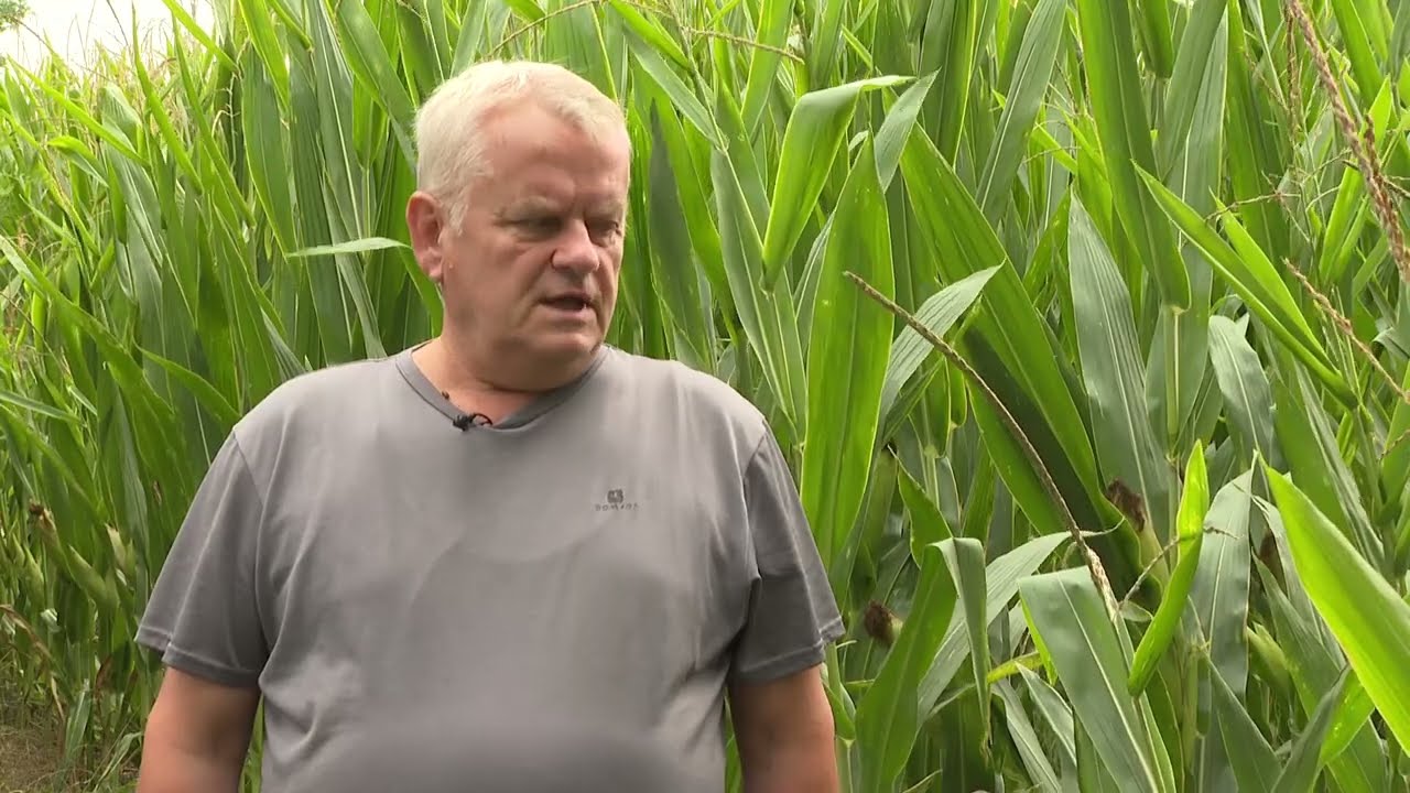 Amalgerol Protect Pack alkalmazása kukoricában.