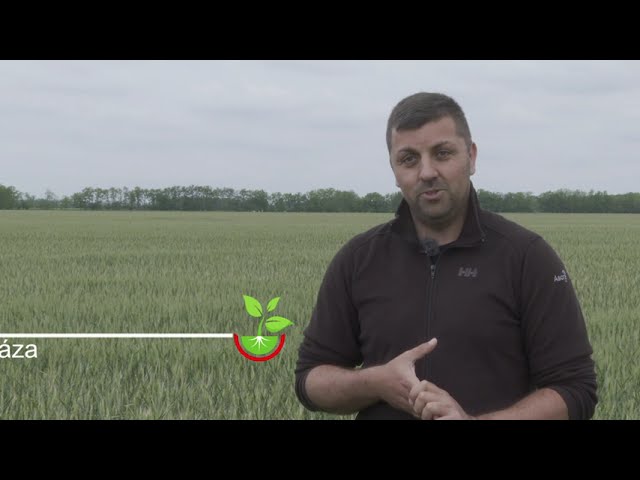 Paci<sup>®</sup> 306 SE alkalmazása búzában.