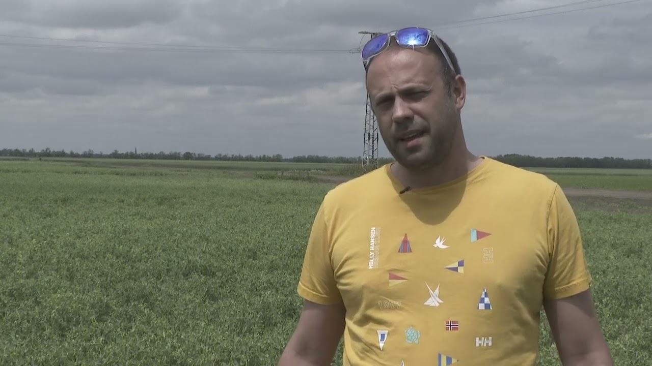 Surround<sup>®</sup> WP alkalmazása bio zöldborsóban.